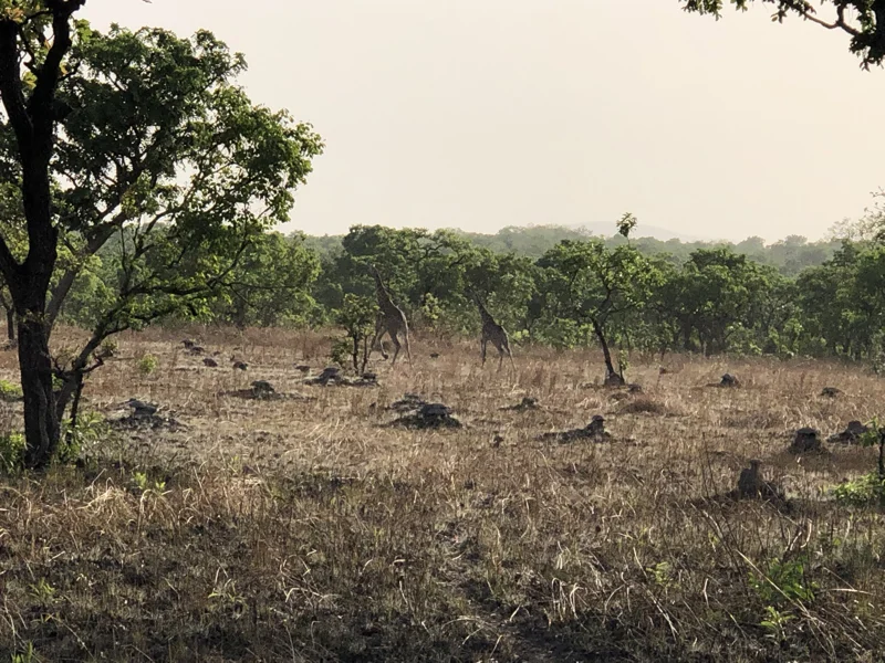 Cameroon Savannah Cool Pics58.jpg
