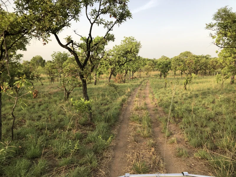 Cameroon Savannah Cool Pics61.jpg