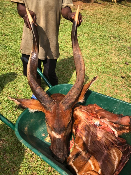 Cameroon Forrest TROPHIES17.jpg