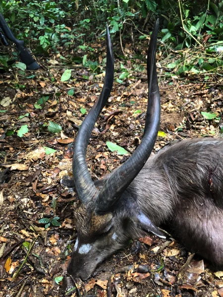 Cameroon Forrest TROPHIES15.jpg