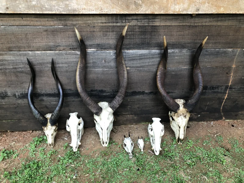 Cameroon Forrest TROPHIES2.jpg
