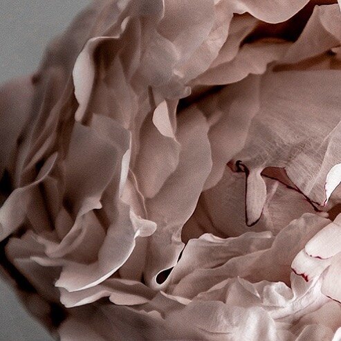 silk textured petals // peonies are back in season 
__
#peonies #peoniesseason #texturesinspiration #delicateandfragile #inspiredbynature