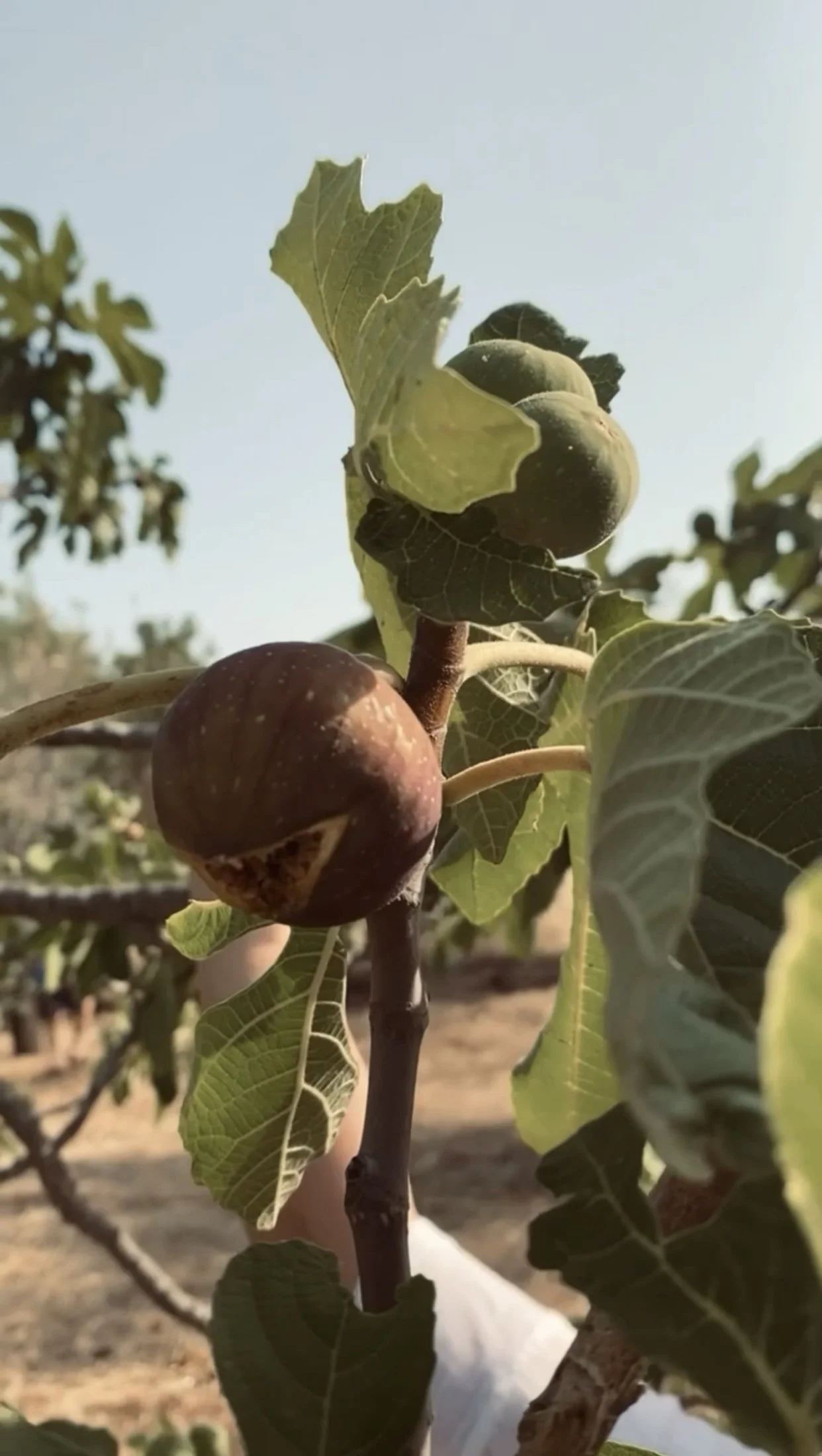 FRESH FIGS CHUTNEY
