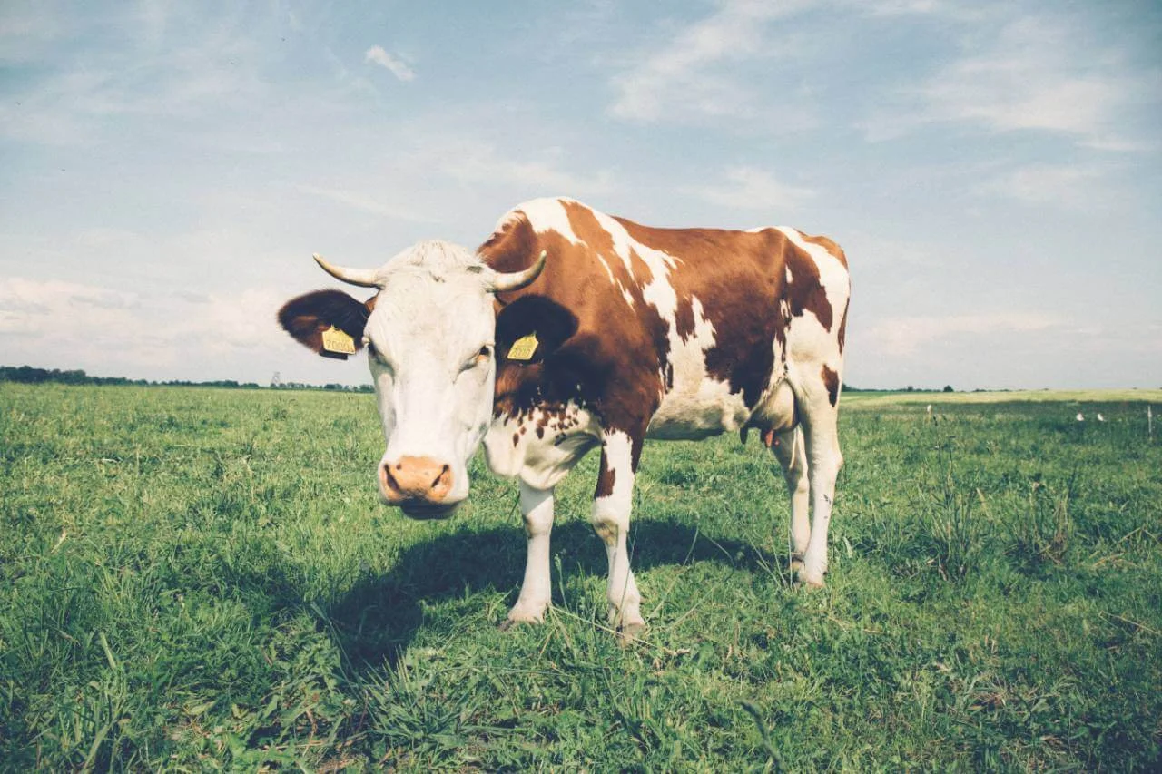 cow.jpg
