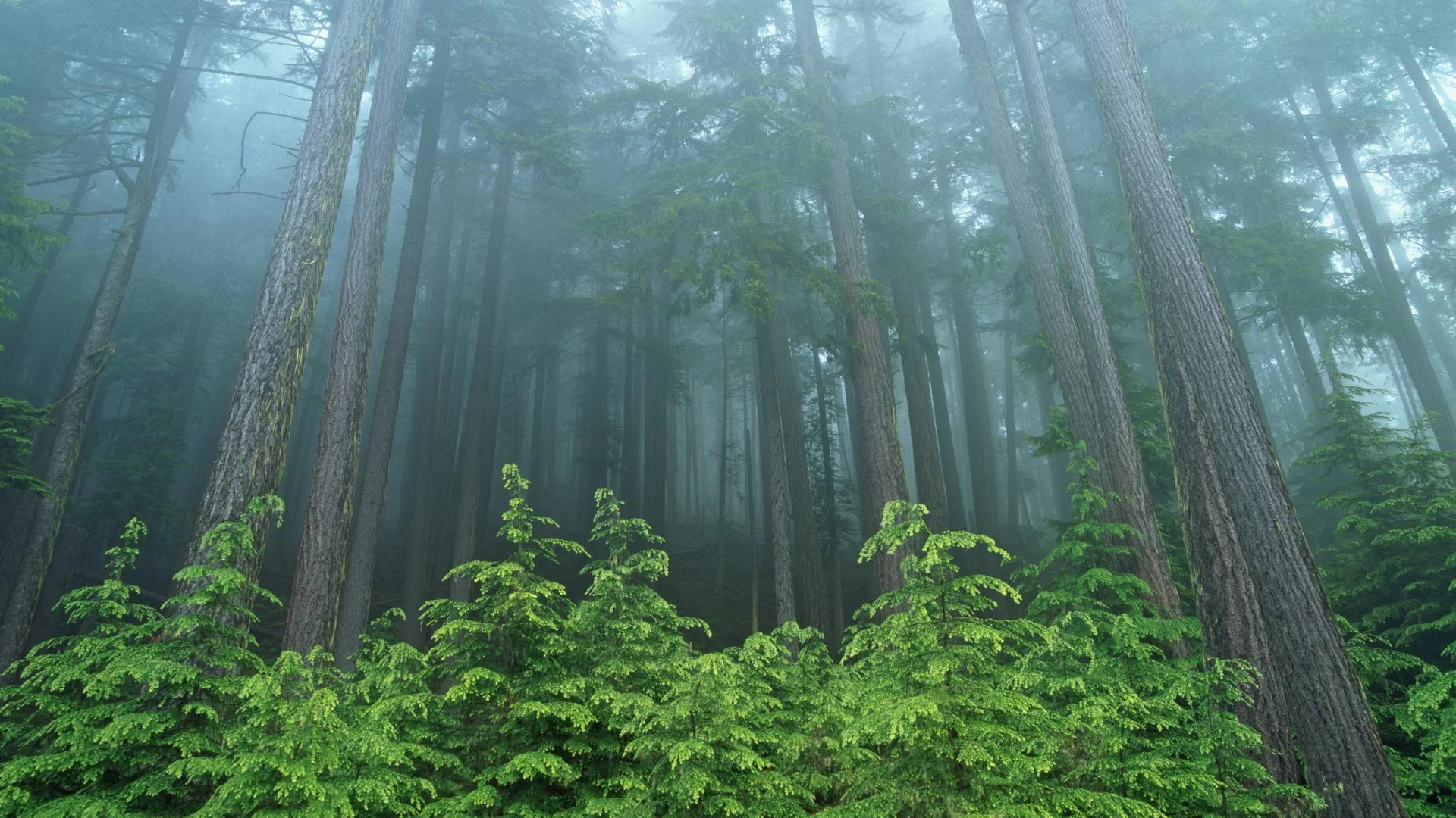 forest lightbox idea.jpg
