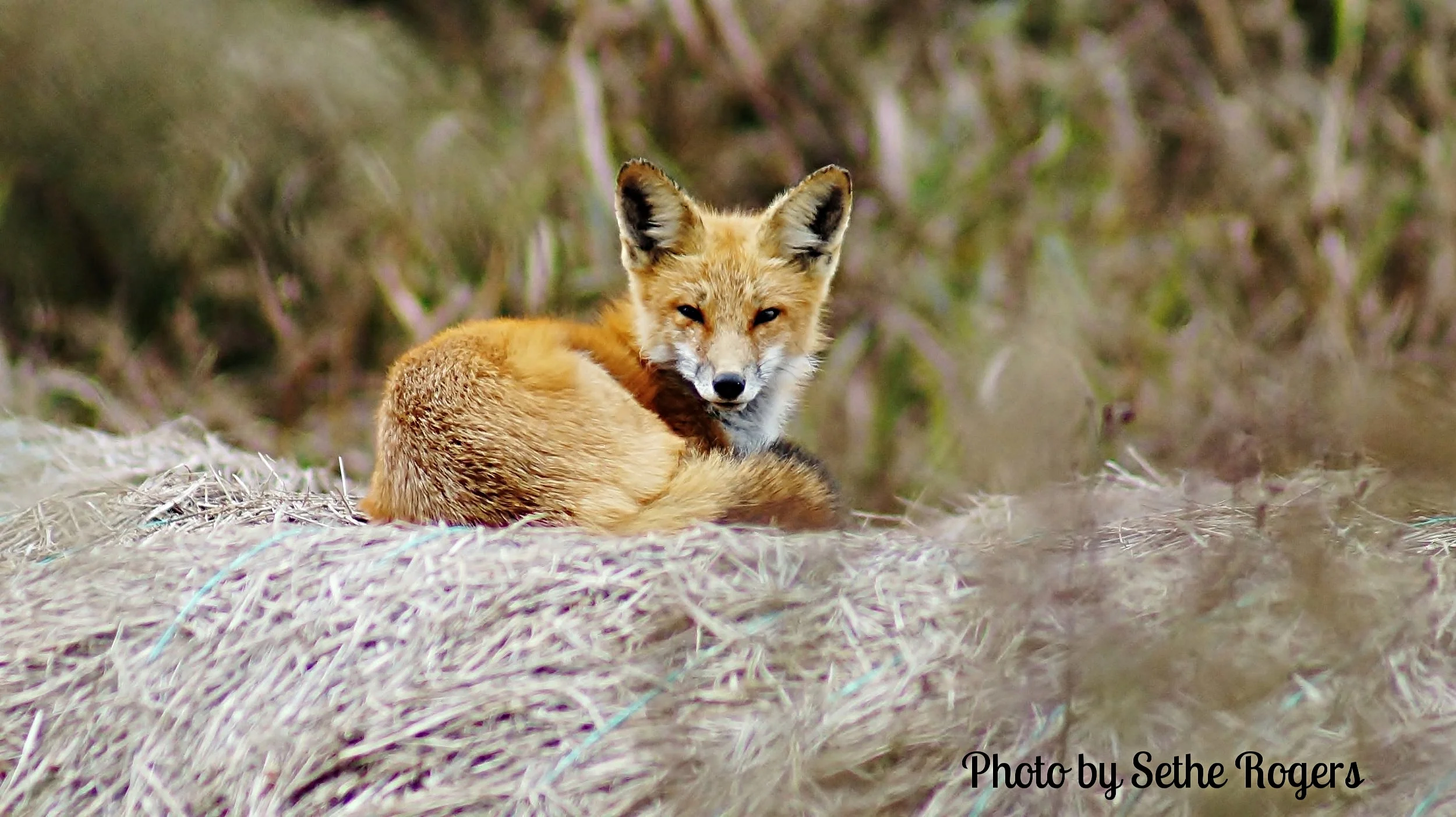 Photo by Sethe Rogers