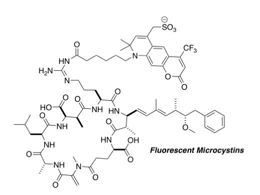 Fluorescent microcystins.png