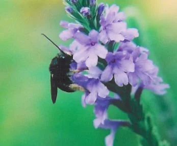 A long-horned bee ( Melissodes sp.) on vervain ( Verbena sp.)