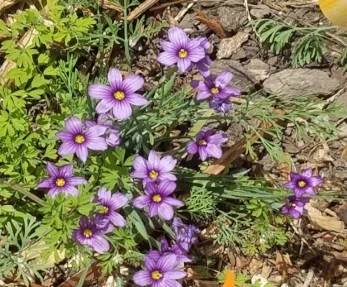 Blue-eyed grass ( Sisyrinchium bellum ) in a YardBio.com demonstration yard.