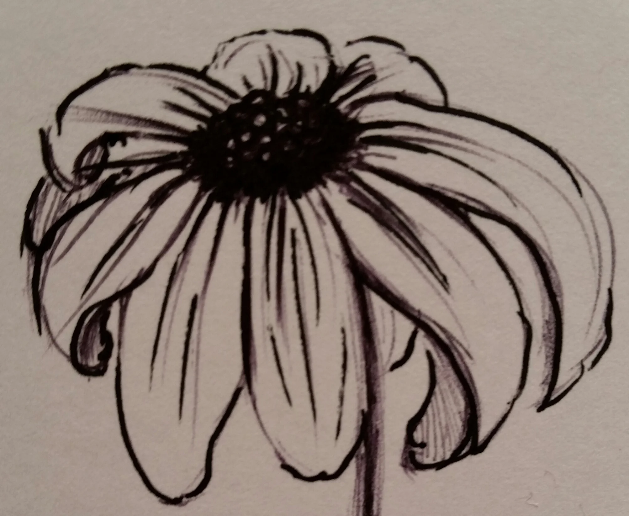 Site Logo.jpg