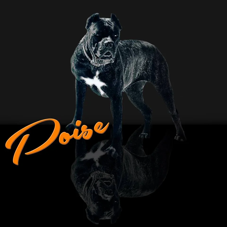 bear mountain cane corso