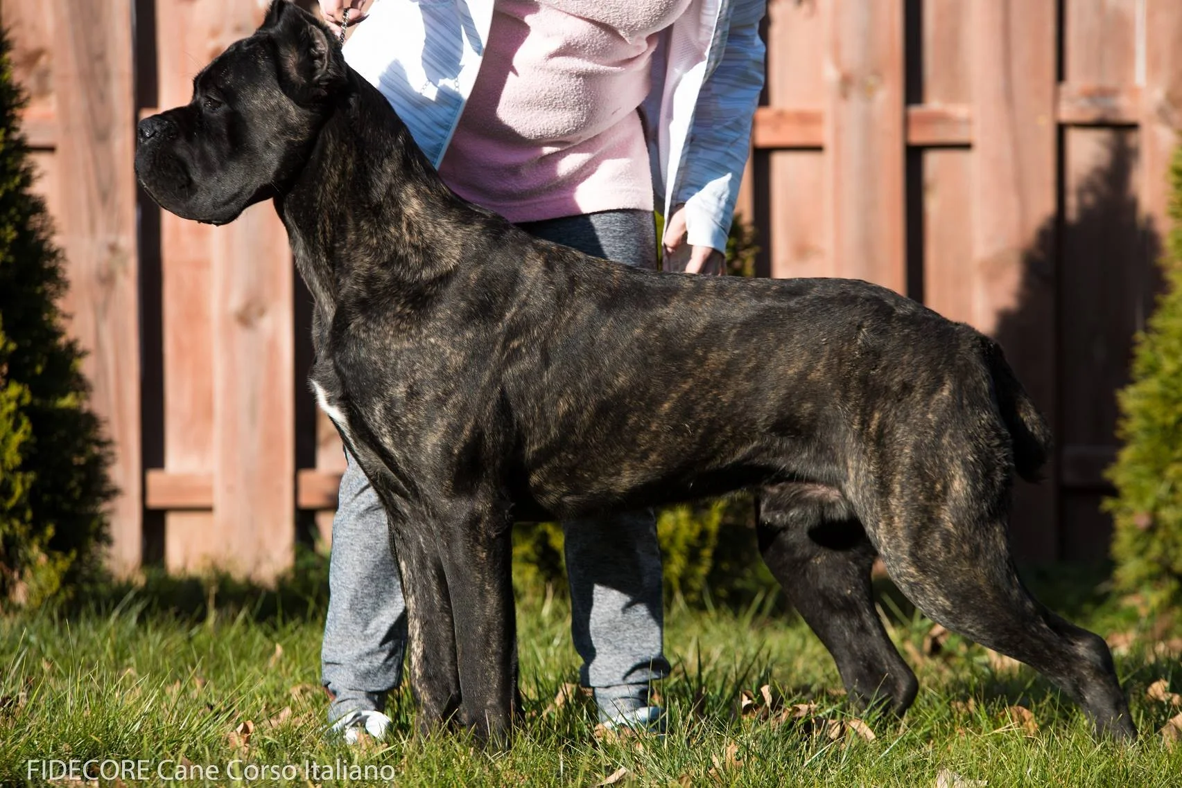 fidecore cane corso