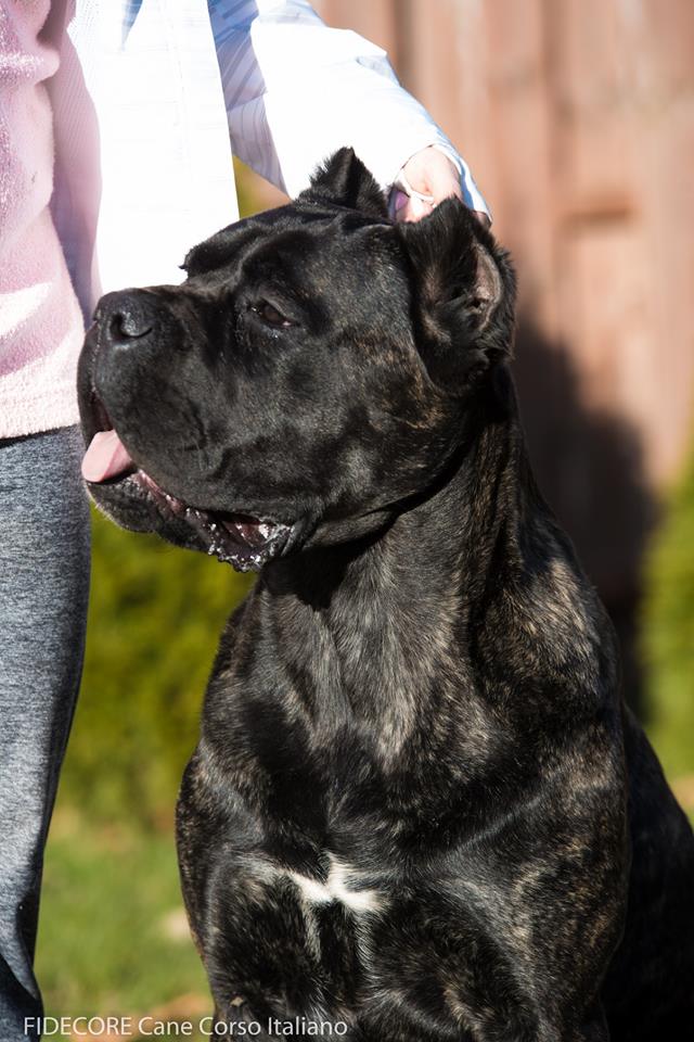 fidecore cane corso
