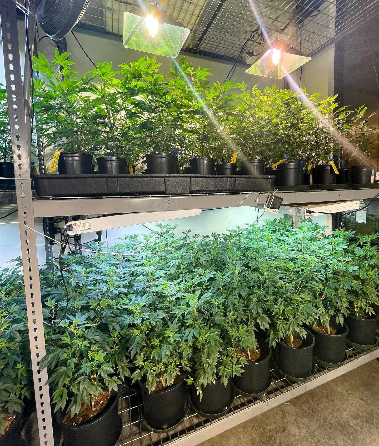 VegRoom.jpg