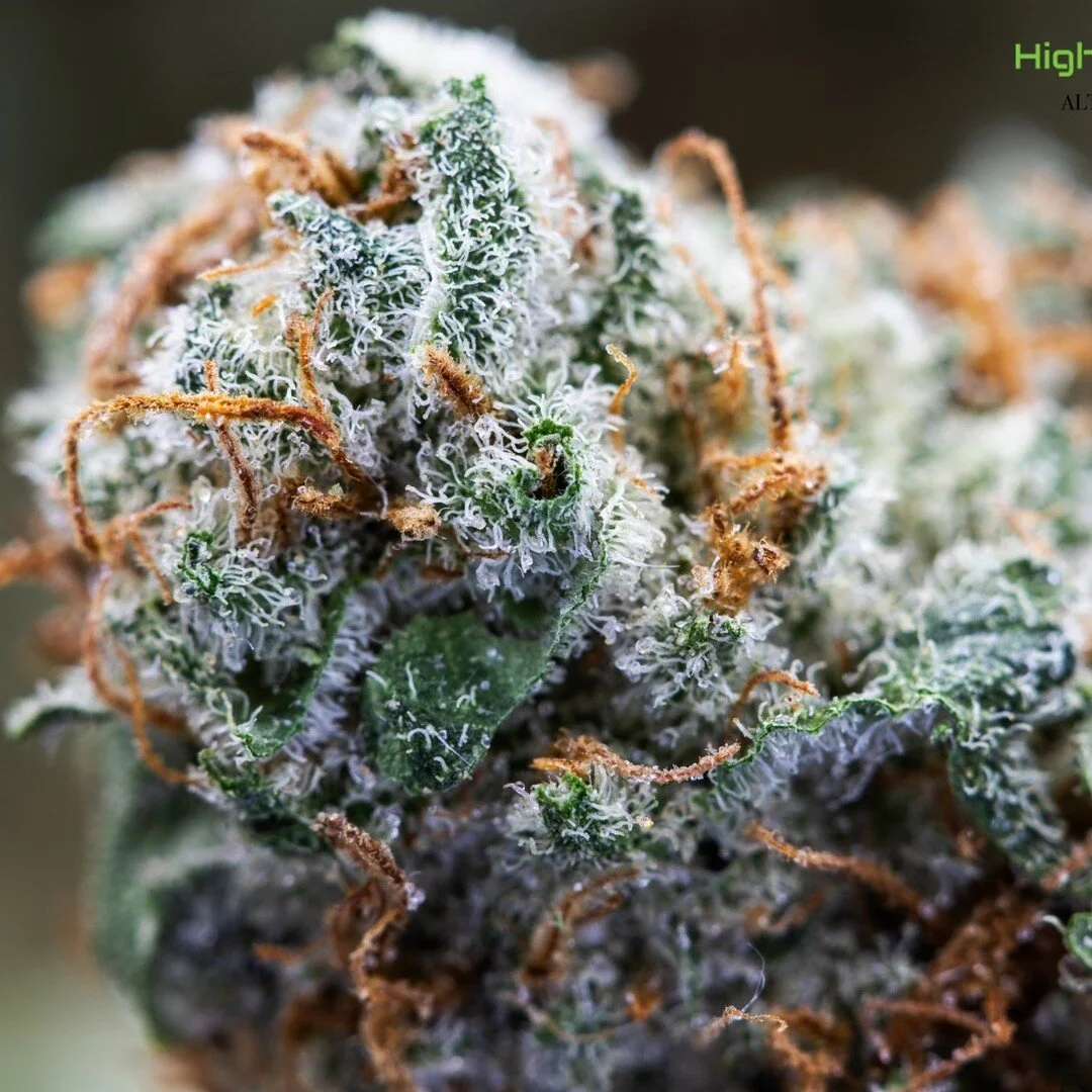 Animal Mints #flower #medicine #gallery #terps