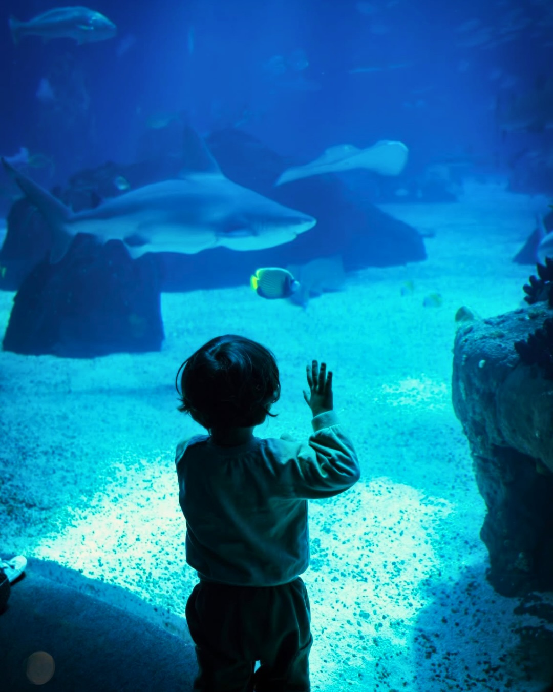 Young child pressing their hand against the glass of the Oceanário de Lisboa, watching sharks and tropical fish swim past in deep blue water