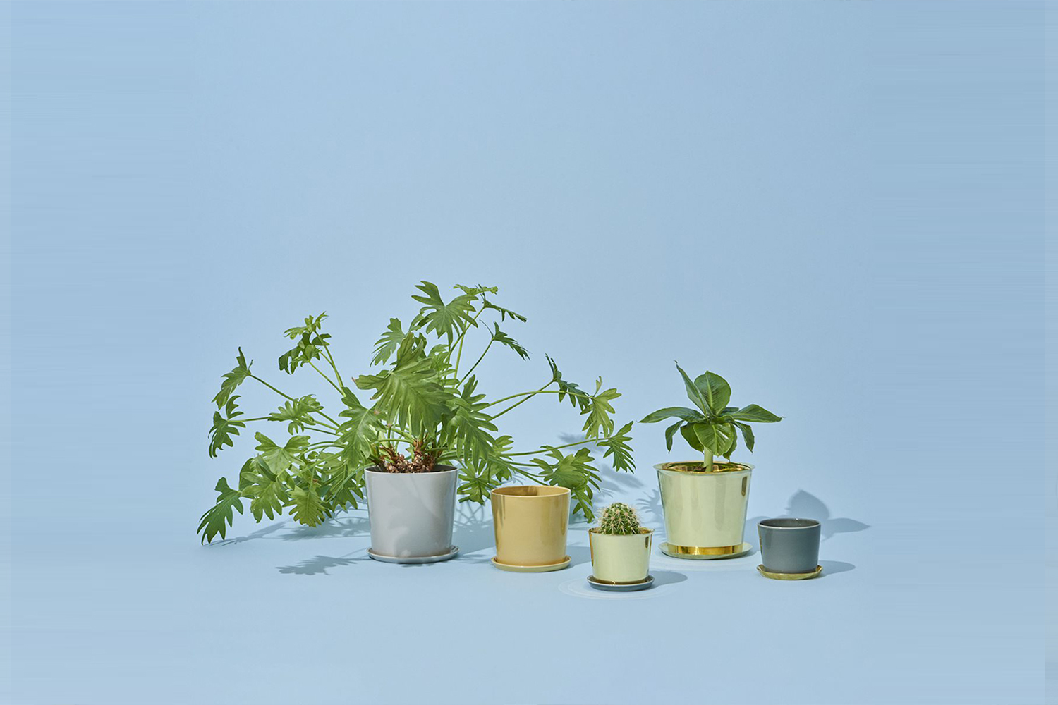  A beautiful Botanical Family: a set of brass and ceramic plant pots by  HAY . 