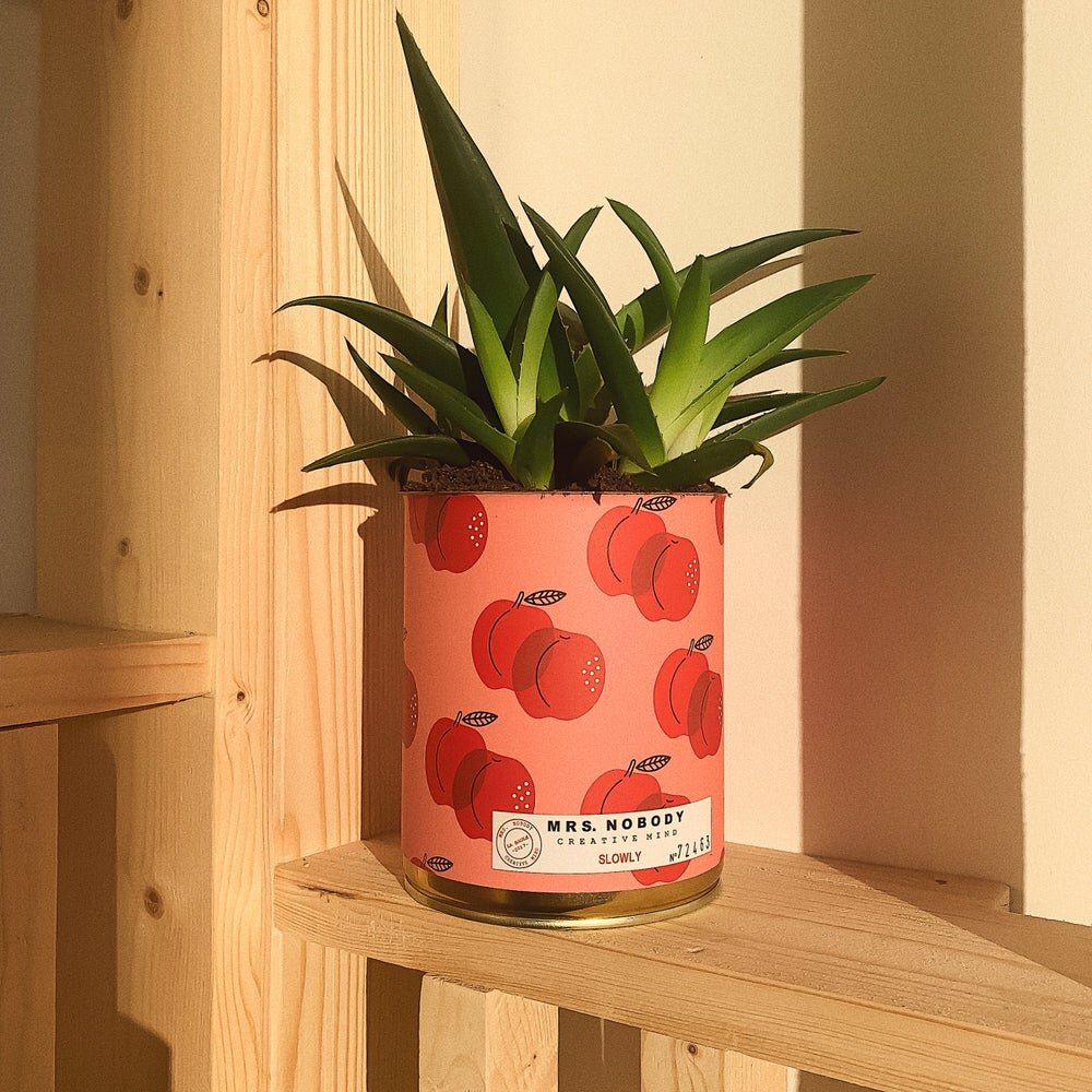 Cactus # Slowly - Mrs. Nobody
