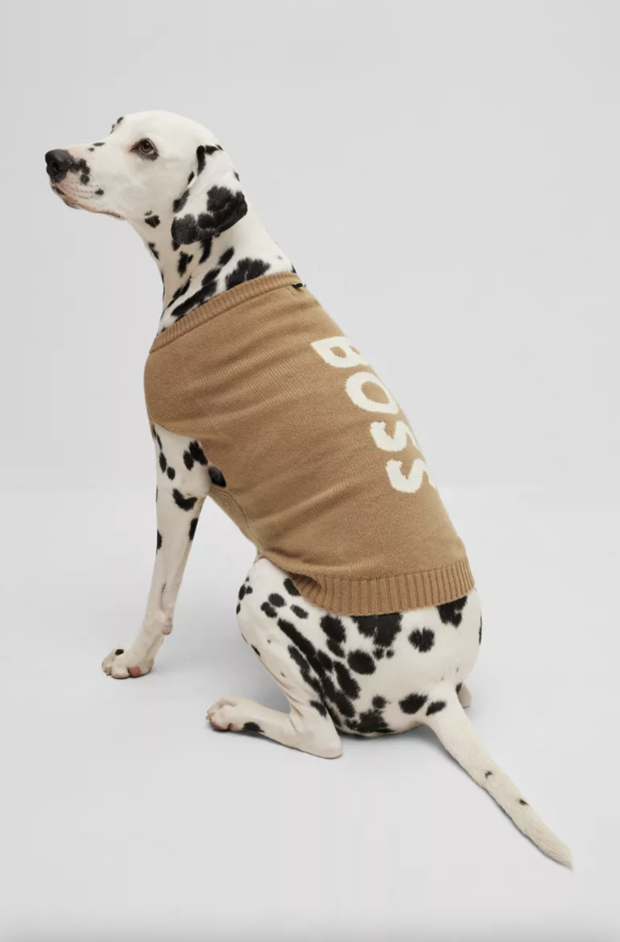   Dog sweater in cashmere and wool  
