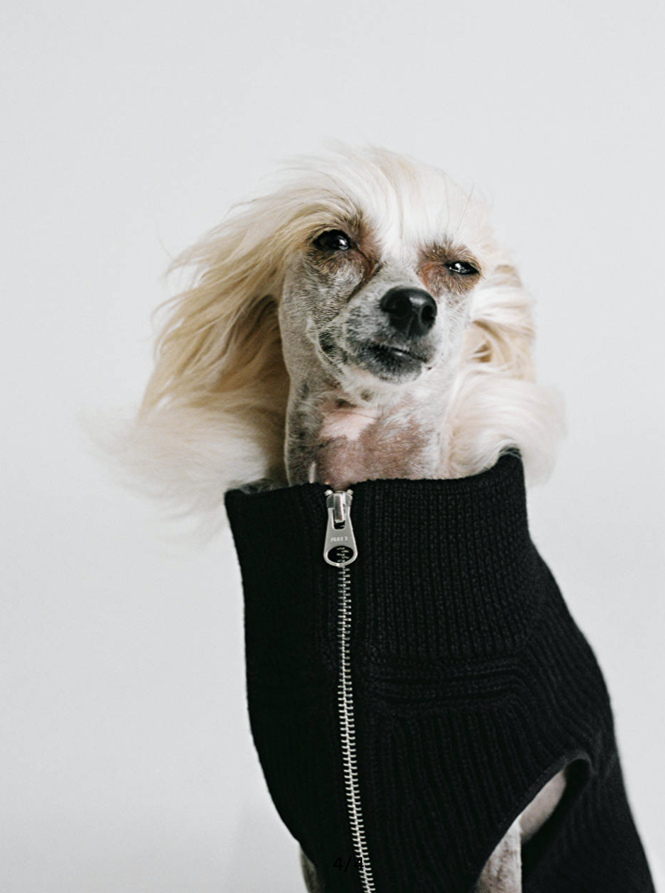   Dog knitted jumper  