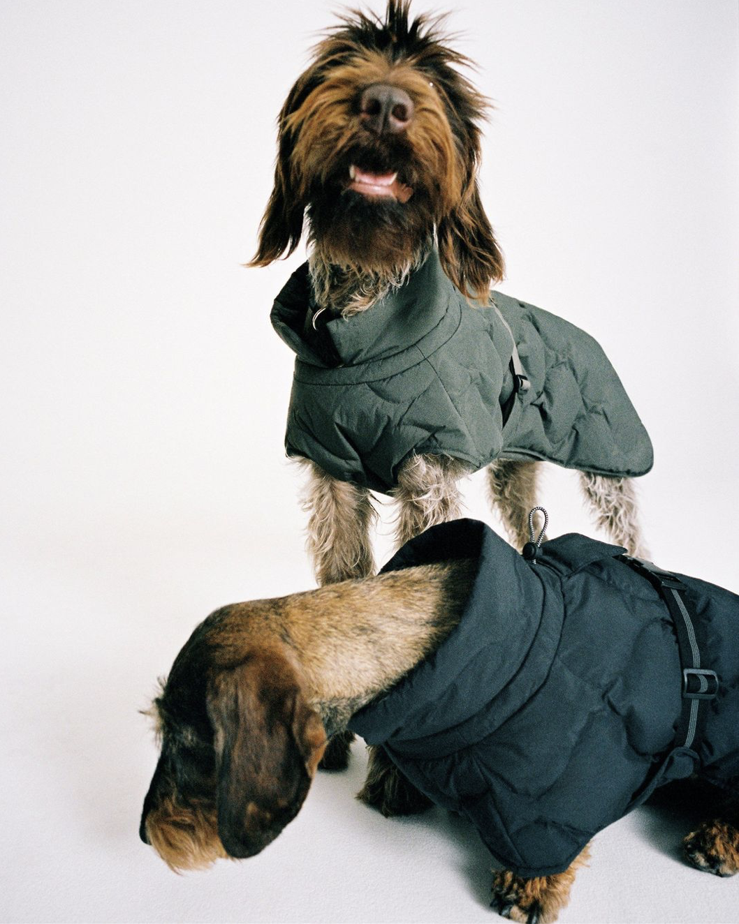   Dog puffer jacket  