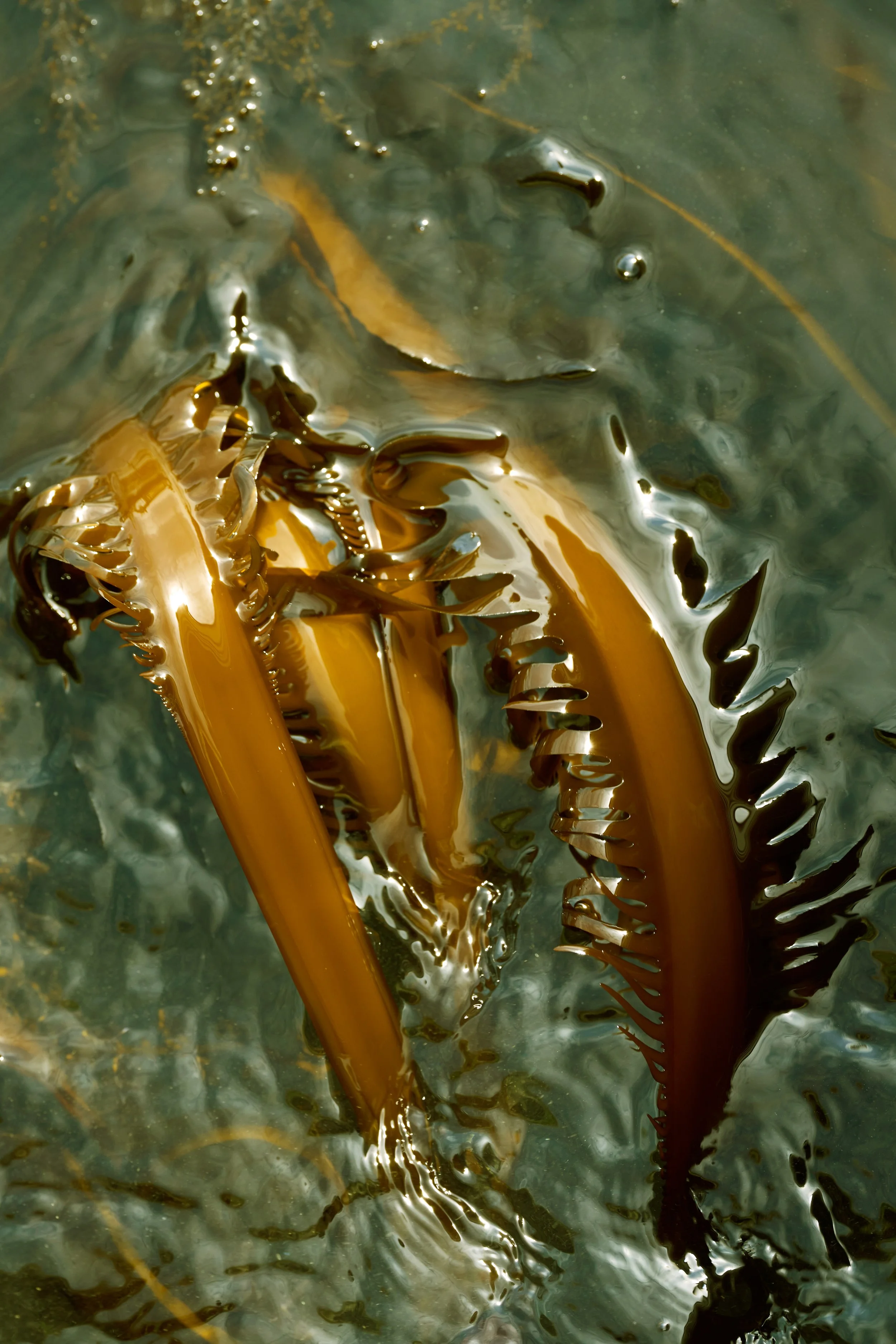 VDB 25 ExtinctionSalvation_Alga_ph.Clelia Cadamuro.jpg
