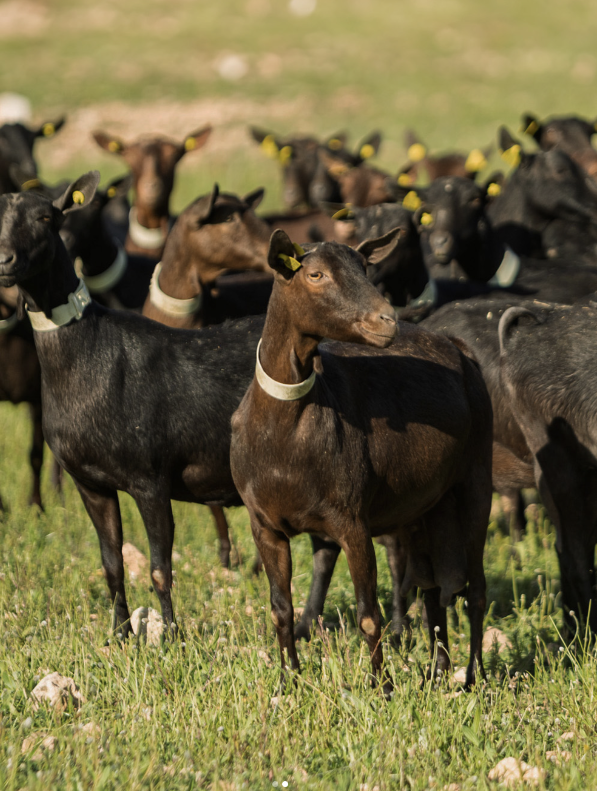 Skærmbillede 2025-11-20 kl. 15.29.13.png