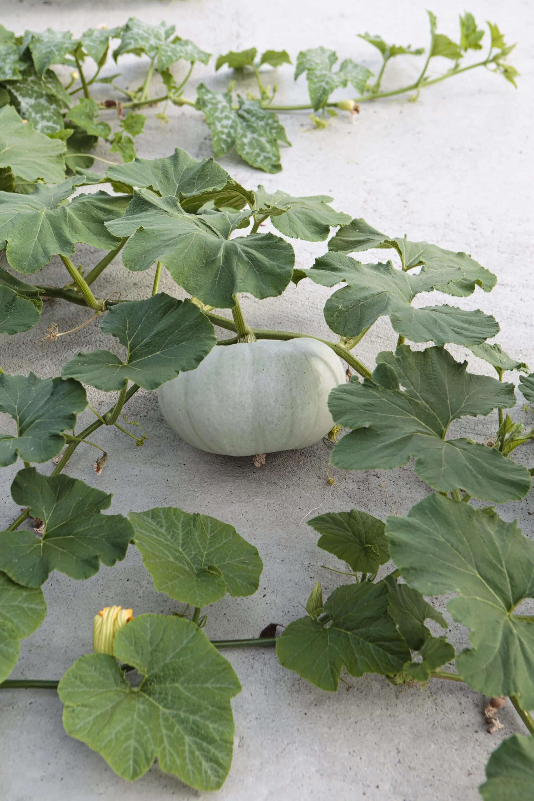 DH Extraordinary houses.jpg