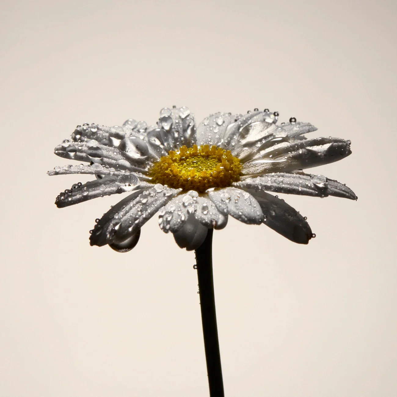 Organic Chamomile Hydrosol 1.webp