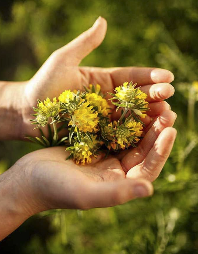 dr-hauschka-biodynamic-calendula-flowers-hands