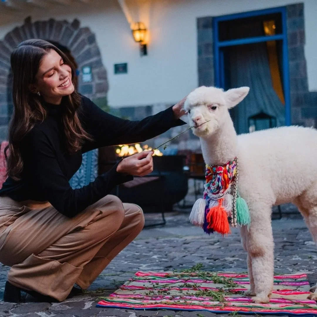 palacio-del-inka-alpaca.jpg