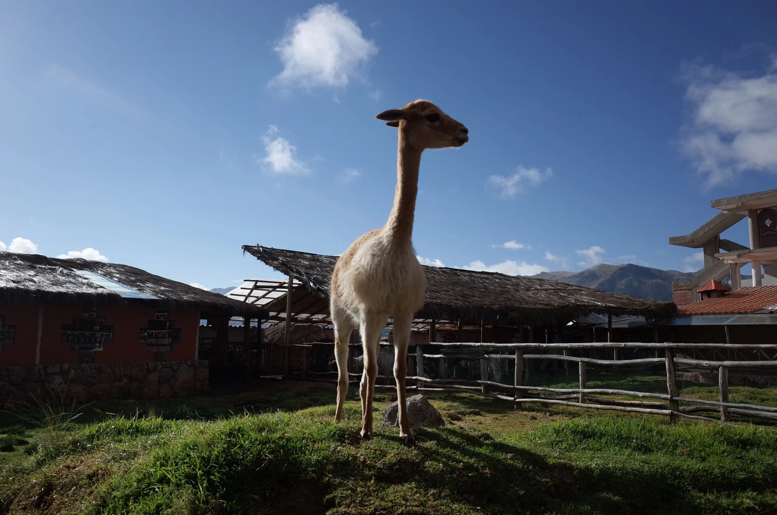 Centro Cultural Parwa animals.JPG