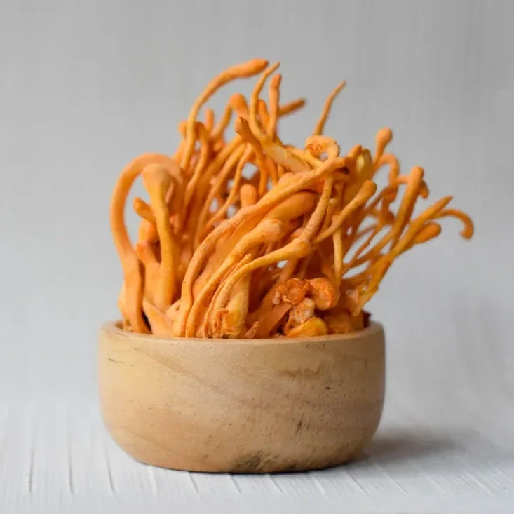 cordyceps.webp (Copy)