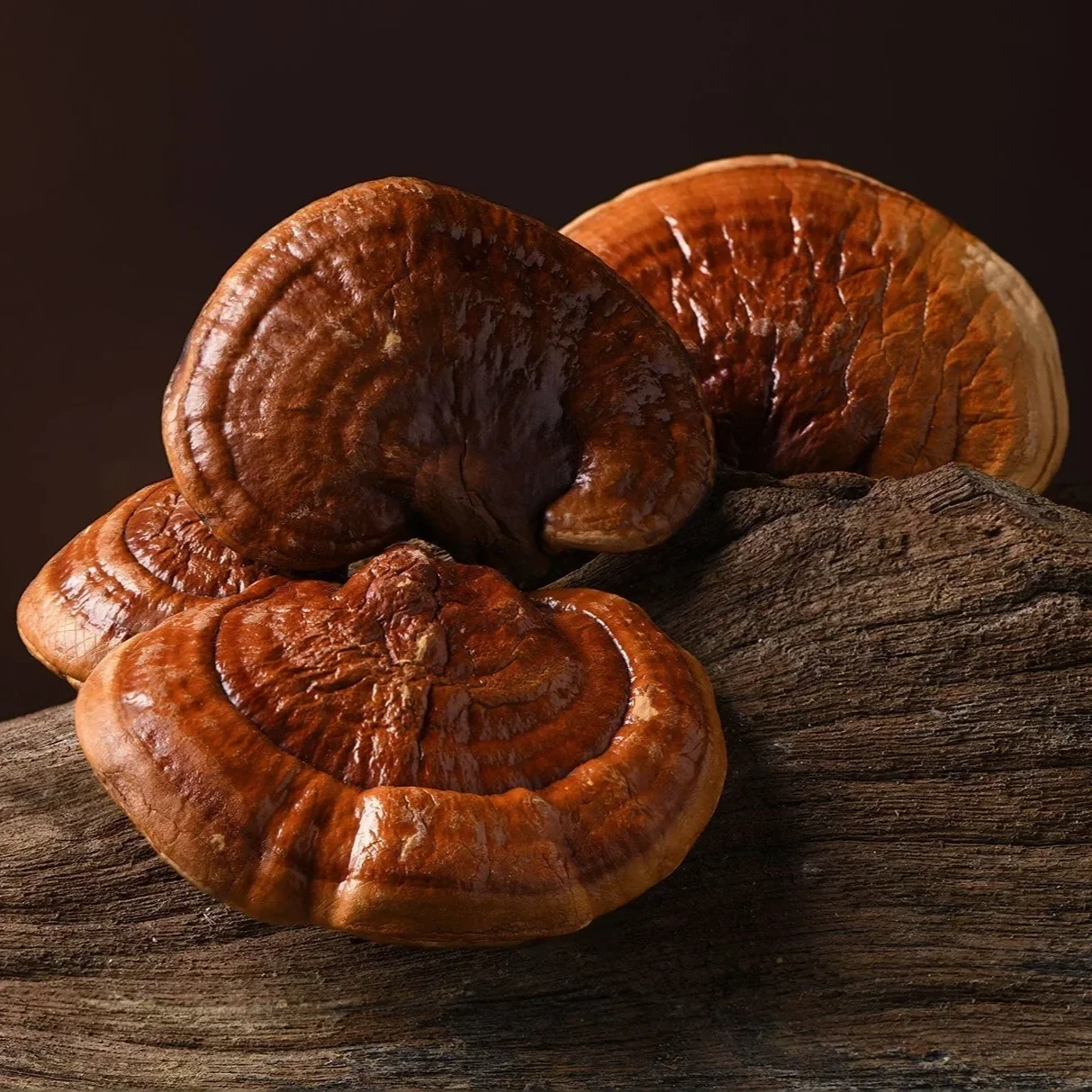 reishi-mushroom.webp (Copy)