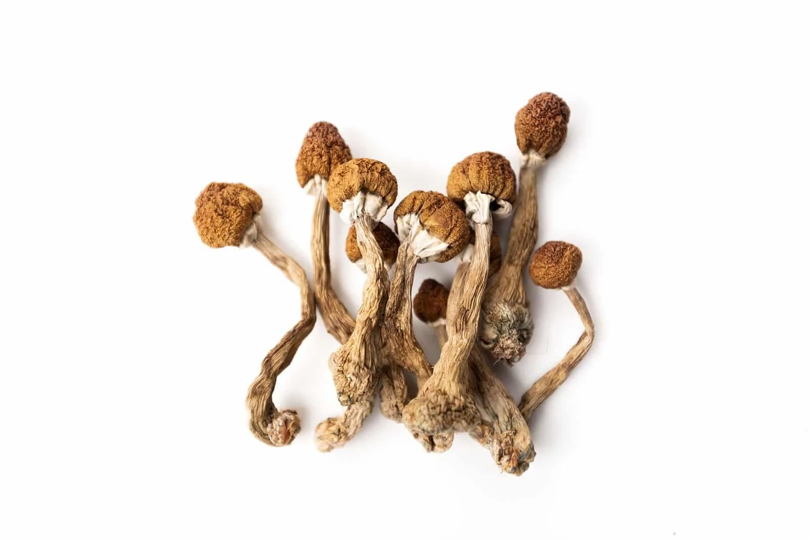 Psilocybin-Mushrooms.jpg (Copy)