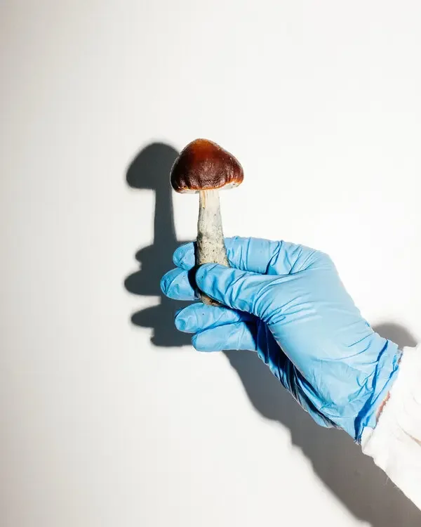 mushroom.webp (Copy)