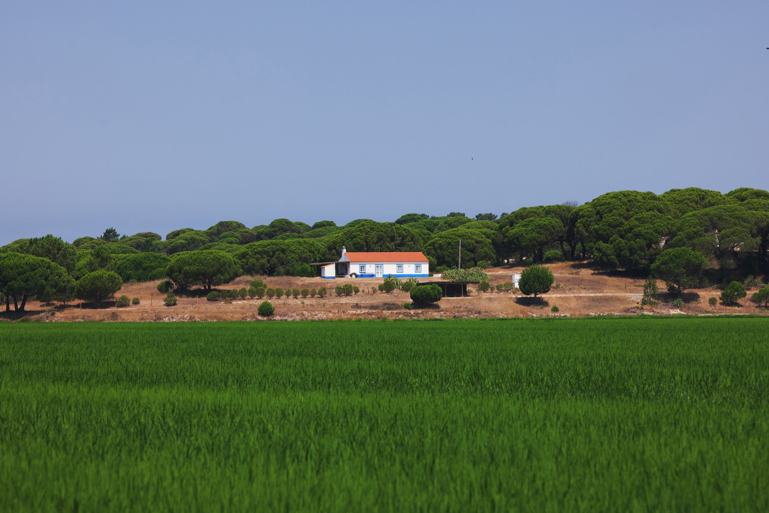 6_A SERRA_RICE FIELD MELIDES (1) (1).jpeg