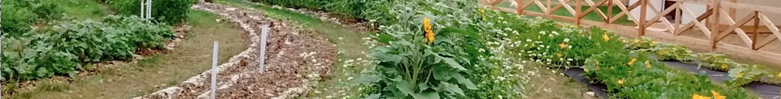 garden.jpeg