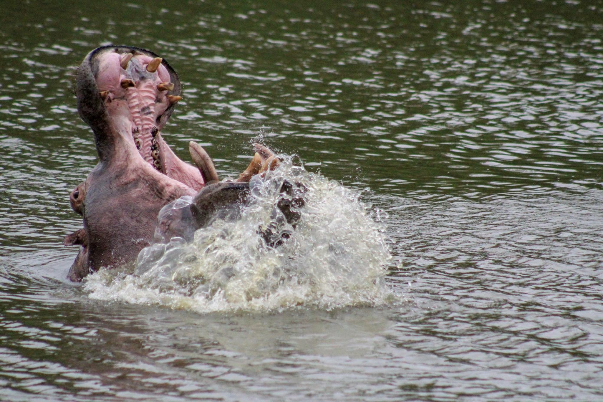 Hippo.JPG