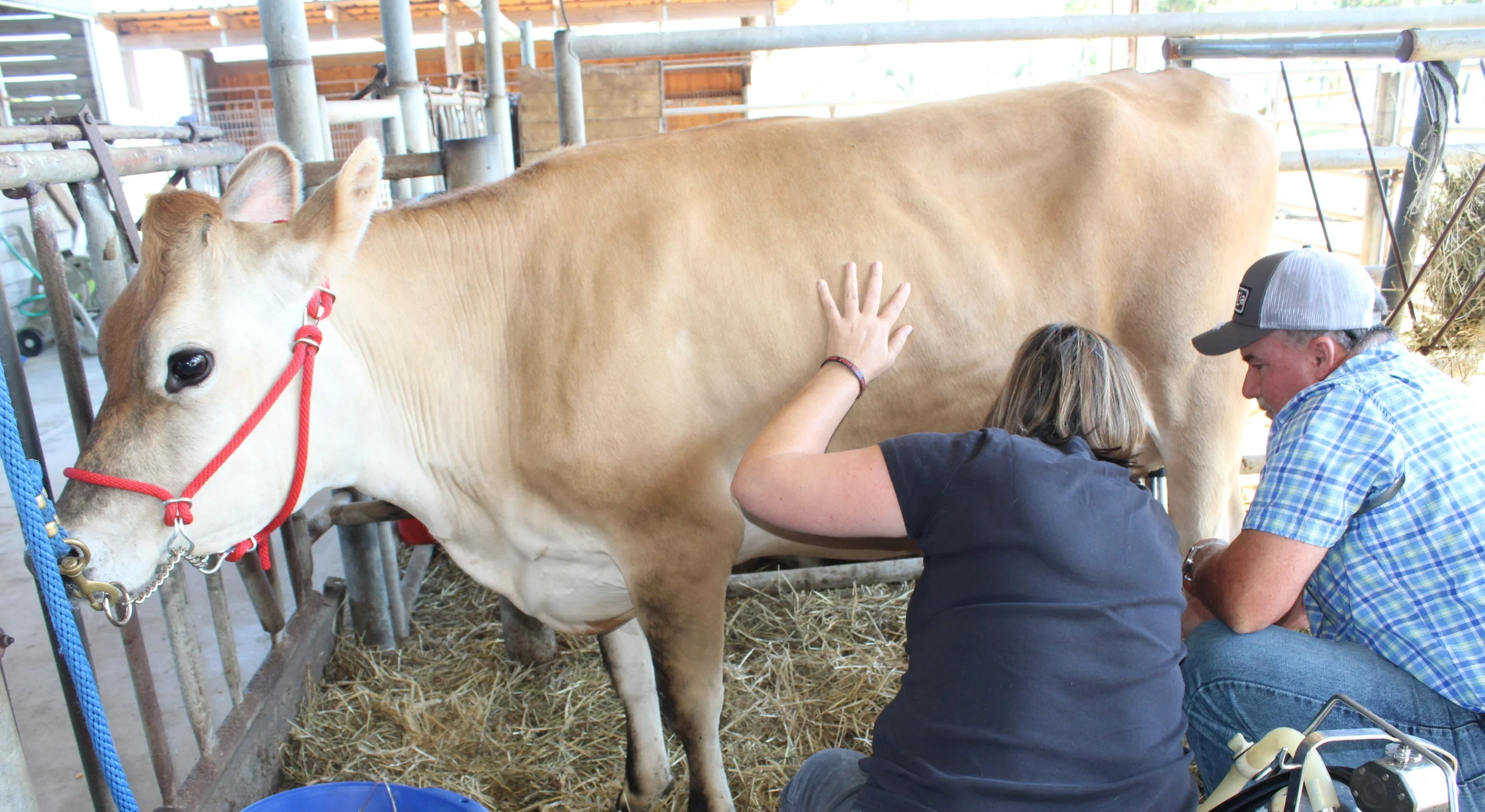Milking.JPG