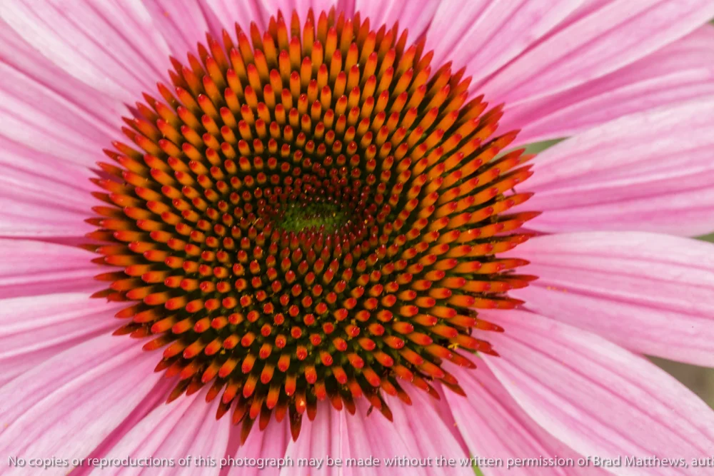 Backyard Macros