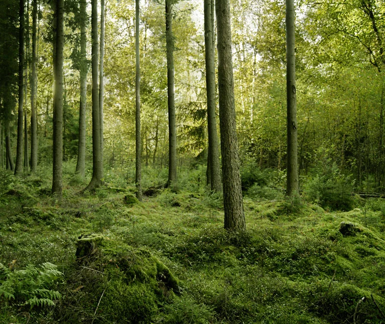 Winds of Magic: Lore of Life