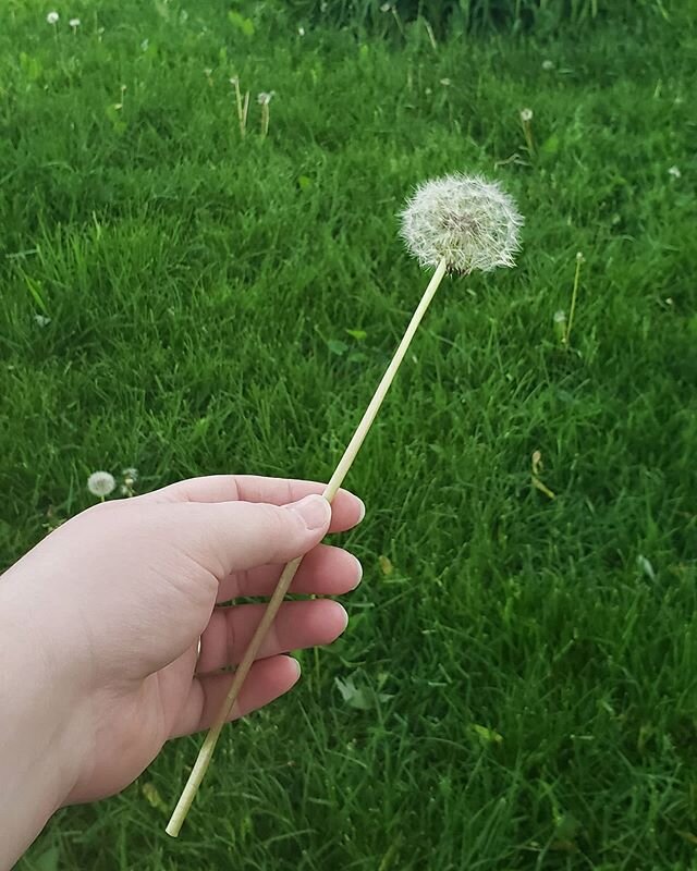 Some see a weed, some see a wish. 😙💨🌻🌱💫
.
.
.
.
.
.
.
#dandelion #dandelionfuzz #wish #wishes #springishere #summeriscoming #summerisonitsway #summerhereicome #spring #springflowers #positivevibes #2020