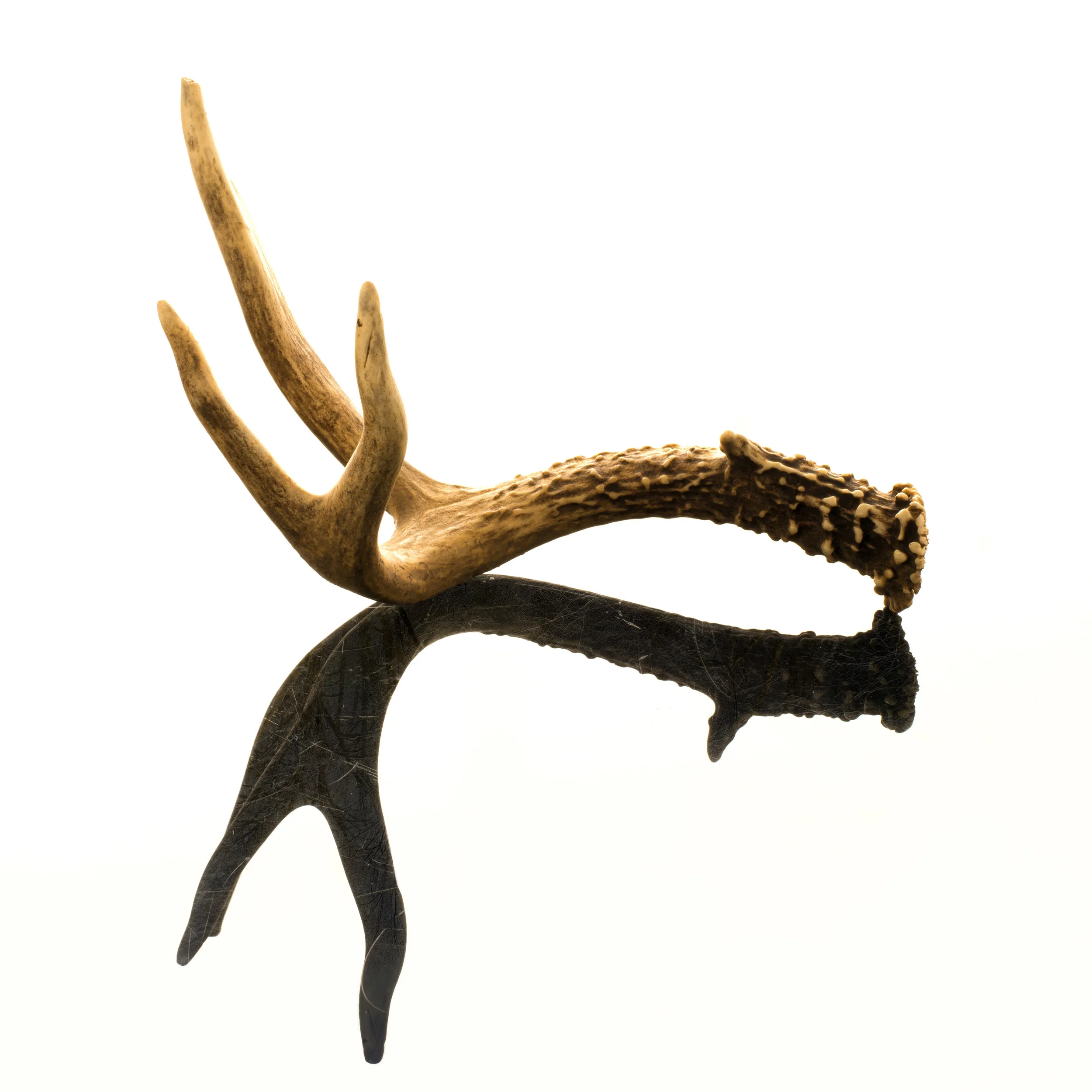 Antler (Smith Camp)