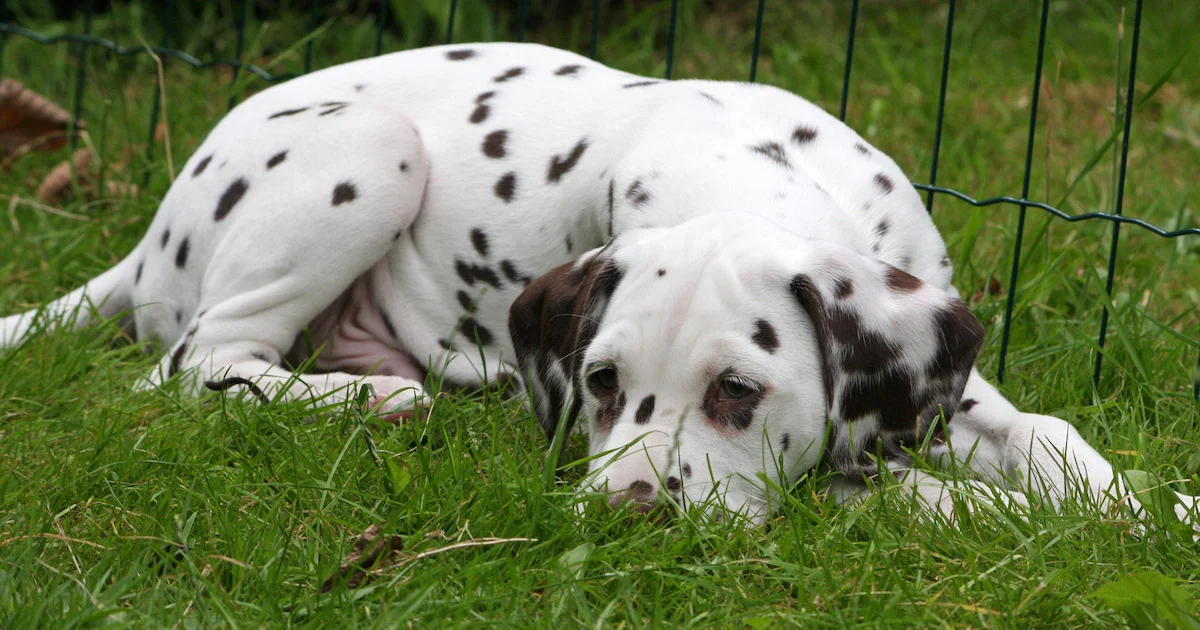 dalmatian-puppy-dog.jpg
