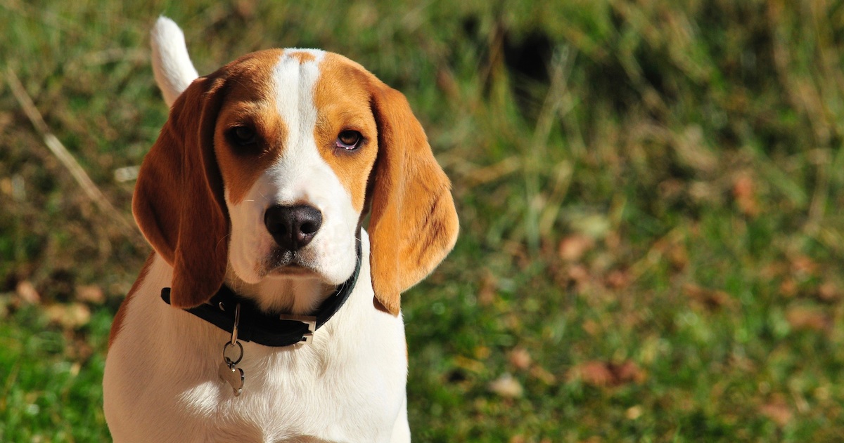 Cute Beagle Knows How Cute He Is.jpeg