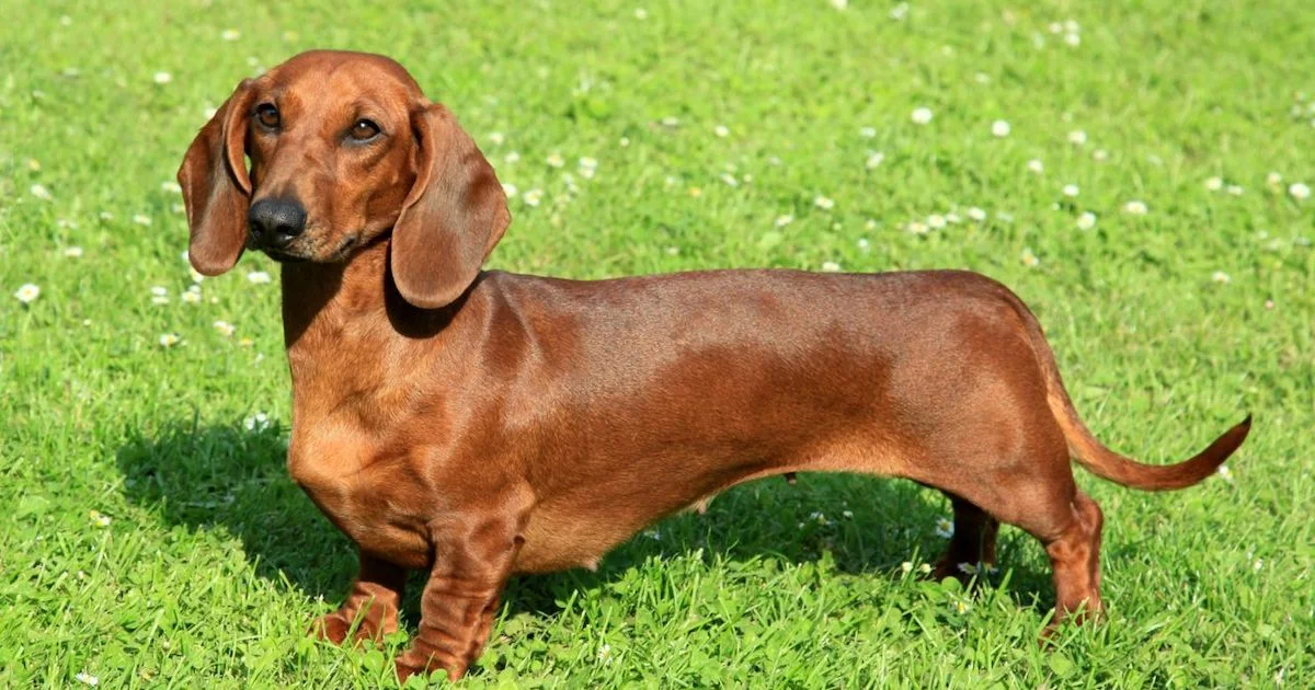 Dachshund.jpg