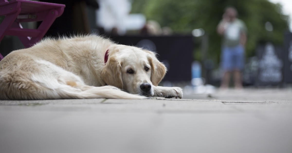 Dog with depression.jpg