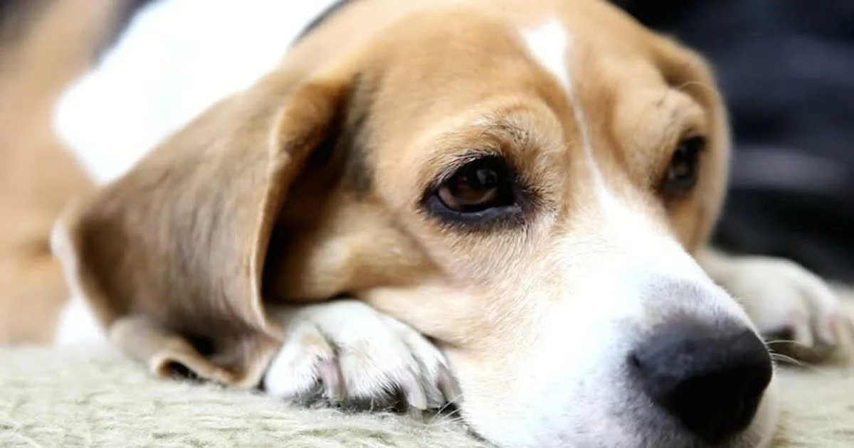 Cute Beagle.jpg