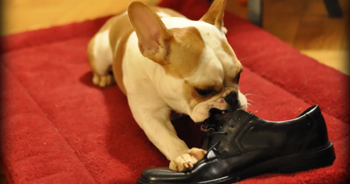 Eating Shoe.jpg